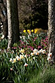 NARCISSUS PINK CHARM WITH DICENTRA SPECTABILIS IN SPRING WOODLAND