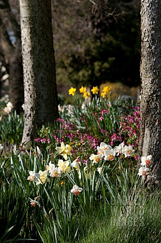 NARCISSUS_PINK_CHARM_WITH_DICENTRA_SPECTABILIS_IN_SPRING_WOODLAND