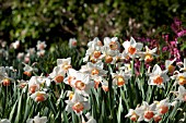 NARCISSUS PINK CHARM IN SPRING WOODLAND