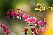 DICENTRA SPECTABILIS GOLD HEART