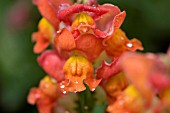 ANTIRRHINUM, SNAPDRAGON