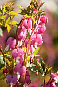 DICENTRA SPECTABILIS GOLD HEART