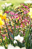 DICENTRA SPECTABILIS GOLD HEART