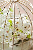 PYRUS CALLERYANA SPRING BLOSSOM IN VINTAGE BIRD CAGE