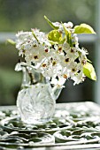 PYRUS CALLERYANA, SPRING BLOSSOM IN CRYSTAL PITCHER