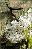 PYRUS CALLERYANA, SPRING BLOSSOM ON ANTIQUE BOOK