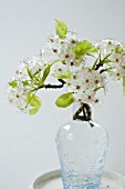 PYRUS CALLERYANA, SPRING BLOSSOM IN BLUE GLASS VASE