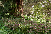 HELLEBORUS X HYBRIDUS IN WOODLAND IN EARLY SPRING