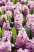 HYACINTHUS ORIENTALIS ANA LISA