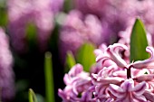 HYACINTHUS ORIENTALIS ANA LISA