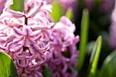 HYACINTHUS ORIENTALIS ANA LISA