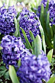 HYACINTHUS ORIENTALIS KING OF BLUES