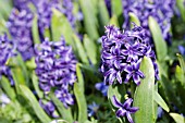 HYACINTHUS ORIENTALIS KING OF BLUES