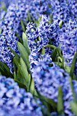 HYACINTHUS ORIENTALIS BLUE JACKET