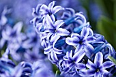 HYACINTHUS ORIENTALIS BLUE JACKET