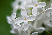 SYRINGA VULGARIS