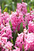 HYACINTHUS ORIENTALIS PINK PEARL