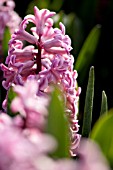 HYACINTHUS ORIENTALIS ANA LISA