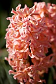 HYACINTHUS ORIENTALIS GYPSY QUEEN