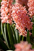 HYACINTHUS ORIENTALIS GYPSY QUEEN