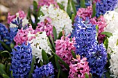 HYACINTHUS ORIENTALIS PINK PEARL, BLUE JACKET AND CARNEGIE