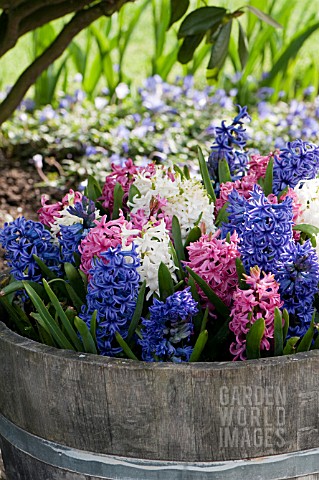 HYACINTHUS_ORIENTALIS_PINK_PEARL_BLUE_JACKET_AND_CARNEGIE_DUTCH_OR_COMMON_HYACINTH_PLANTED_IN_BARREL