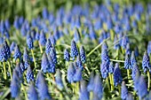 MUSCARI ARMENIACUM, GRAPE HYACINTH IN SPRING