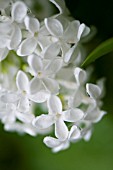 SYRINGA VULGRIS