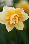 NARCISSUS TEXAS