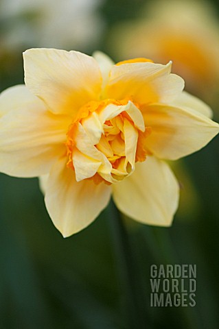 NARCISSUS_TEXAS