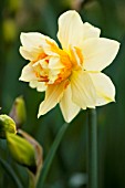 NARCISSUS TEXAS