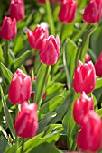 TULIPA CHRISTMAS MARVEL