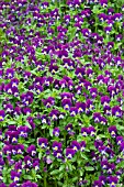 VIOLA