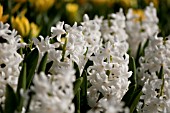 HYACINTHUS ORIENTALIS CARNEGIE