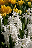 HYACINTHUS ORIENTALIS CARNEGIE