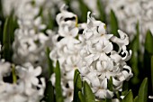 HYACINTHUS ORIENTALIS CARNEGIE