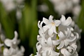 HYACINTHUS ORIENTALIS CARNEGIE