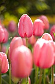 TULIPA PINK IMPRESSION