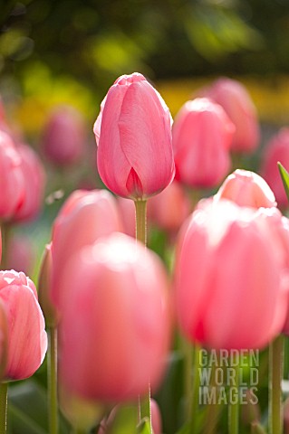 TULIPA_PINK_IMPRESSION