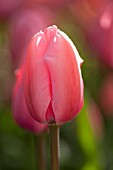 TULIPA PINK IMPRESSION