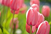 TULIPA PINK IMPRESSION