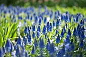 MUSCARI ARMENIACUM, GRAPE HYACINTH IN SPRING