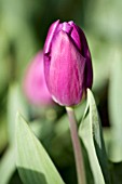 TULIPA PURPLE FLAG