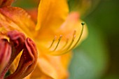 RHODODENDRON CALENDULACEUM