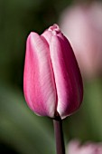 TULIPA ARISTOCRAT