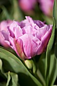 TULIPA DOUBLE PRICE