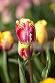 TULIPA ED CID