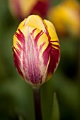 TULIPA ED CID