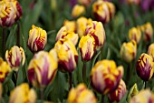 TULIPA ED CID