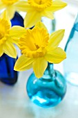 NARCISSUS DUTCH MASTER IN BLUE GLASS VASES